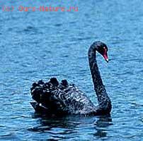 Лебедь чёрный (Cygnus atratus)