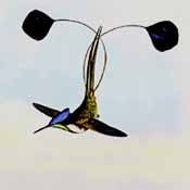 Колибри ракетохвостый (Loddigesia mirabilis)