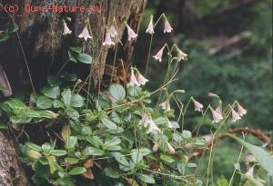   (Linnaea borealis)