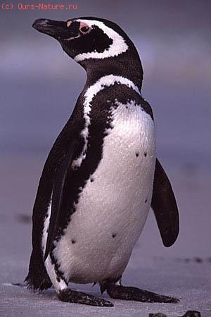 Пингвин магелланов (Spheniscus magellanicus)