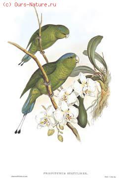 Попугайчик ракетохвостый (Prioniturus luconensis)