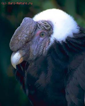  (Vultur gryphus)