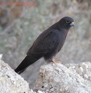  (Falco eleonorae)