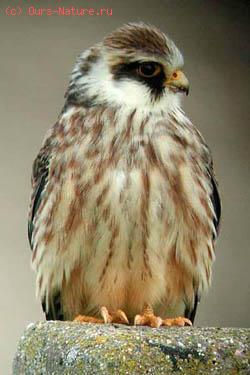  (Falco vespertinus)