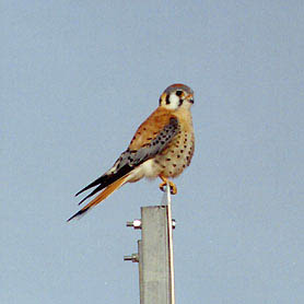   (Falco sparverius)