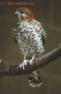   (Falco punctatus)