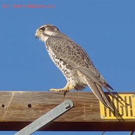   (Falco mexicanus)