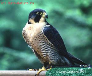   (Falco peregrinus)