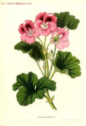  (Pelargonium roseum)