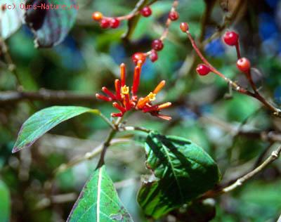 Мареновые (Rubiaceae)