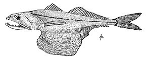  (Chiasmodontidae)