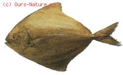  (Parastromateidae)