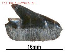   (Echinorhinidae)