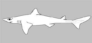 Акулы колючие (Squalidae)