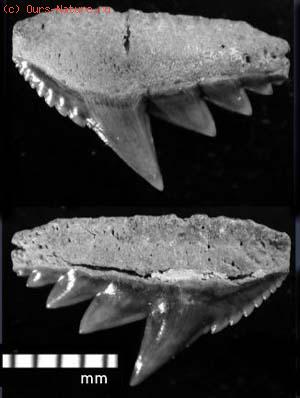 Акулы гребнезубые (Hexanchidae)