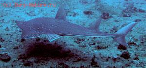 Скаты акулохвостые (Rhynchobatidae)