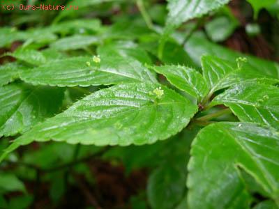  (Helwingiaceae)