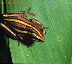  (Hyperoliidae)