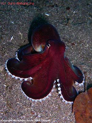  (Octopodidae)