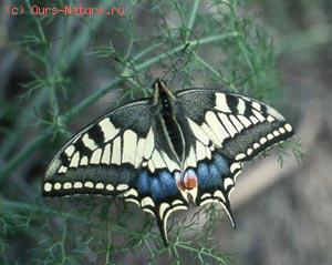  (Papilionidae)