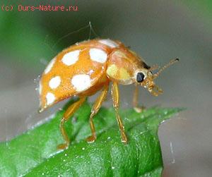   (Coccinellidae)