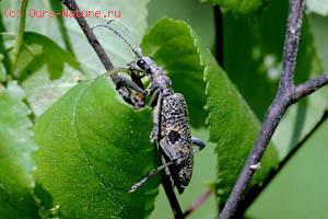 Жуки-дровосеки (Cerambycidae)