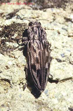  (Buprestidae)