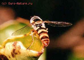  (Syrphidae)