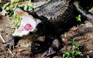 Крокодилы настоящие (Crocodylidae)