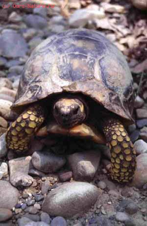 Черепахи сухопутные (Testudinidae)