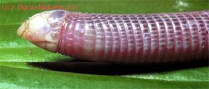  (Amphisbaenidae)