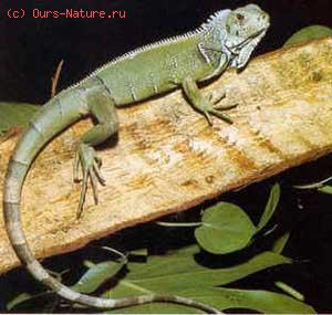  (Iguanidae)