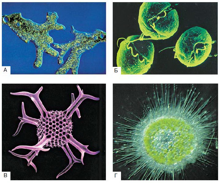 Самый простой одноклеточный организм. Эукариотические одноклеточные микроорганизмы. Одноклеточные и многоклеточные клетки. Одноклеточные и многоклеточные бактерии. Диатомеи, одноклеточные организмы.