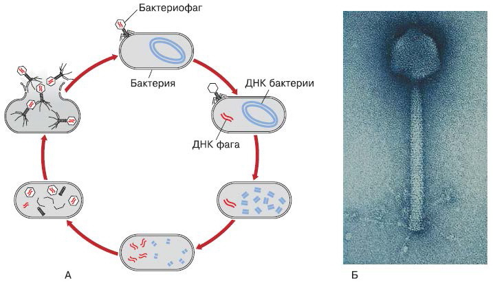 Цикл бактерии. Жизненный цикл бактериофага схема. Схема цикла бактериофага. Цикл развития бактериофага схема. Схема размножения бактериофага.