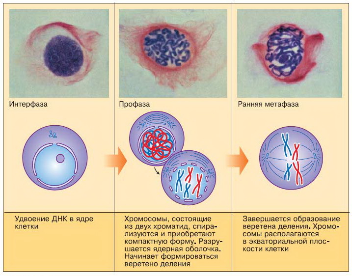 Жизнь клетки до ее деления. Клеточное деление интерфаза. Фазы деления клетки интерфаза. Фазы клетки интерфаза. Интерфаза период между делениями клетки.