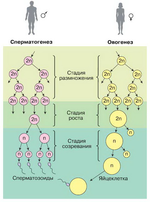 Последовательность процесса размножения человека. Схема процесса сперматогенеза. Фазы гаметогенеза схема. Образование половых клеток сперматогенез овогенез. Схема процессов сперматогенеза и овогенеза.