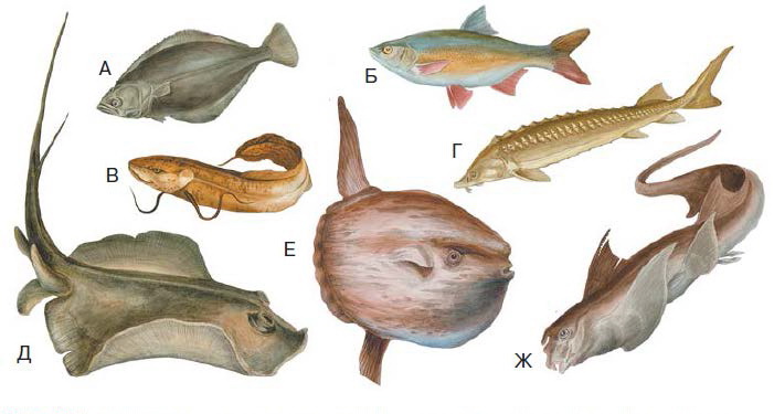 Хрящевые рыбы 5 класс