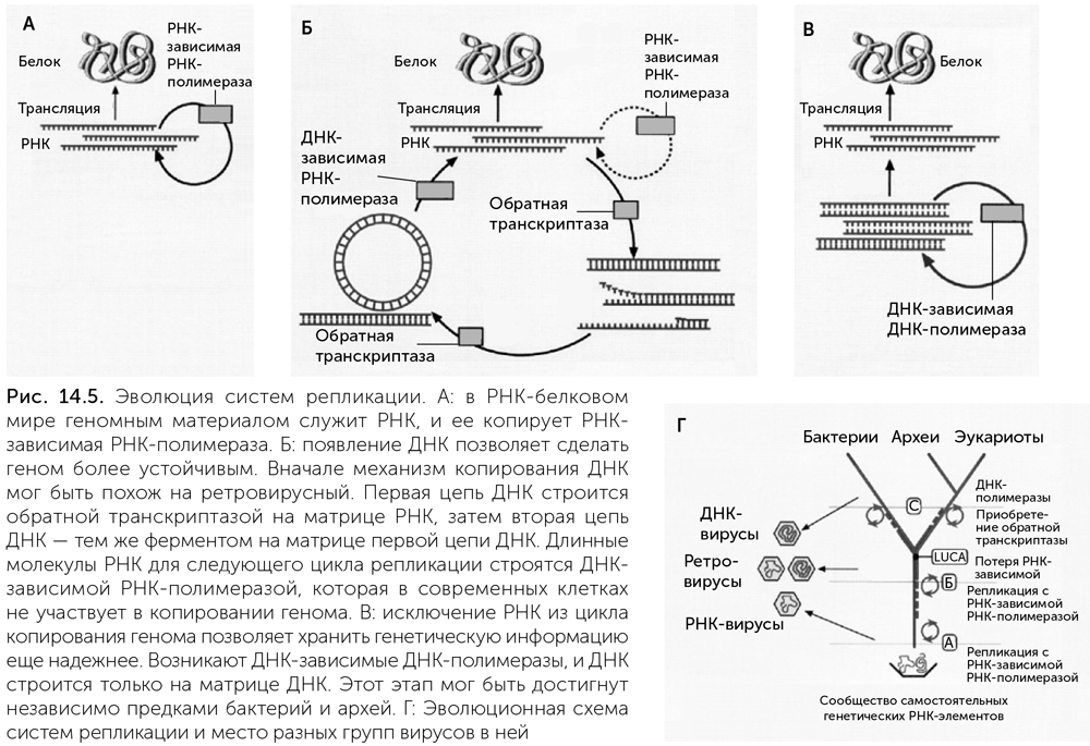 Рнк зависимая. Структура ДНК зависимой РНК полимеразы. Схема репликации вируса. ДНК-зависимые РНК-полимеразы эукариот. Фермент РНК-зависимая ДНК-полимераза.