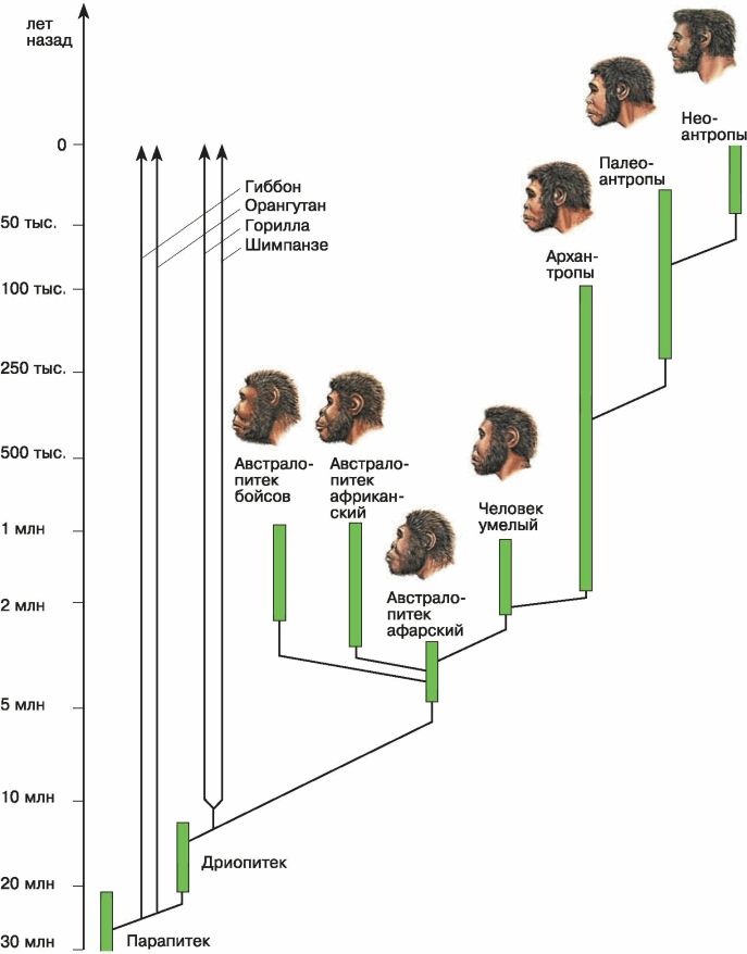 Этапы эволюции человека схема