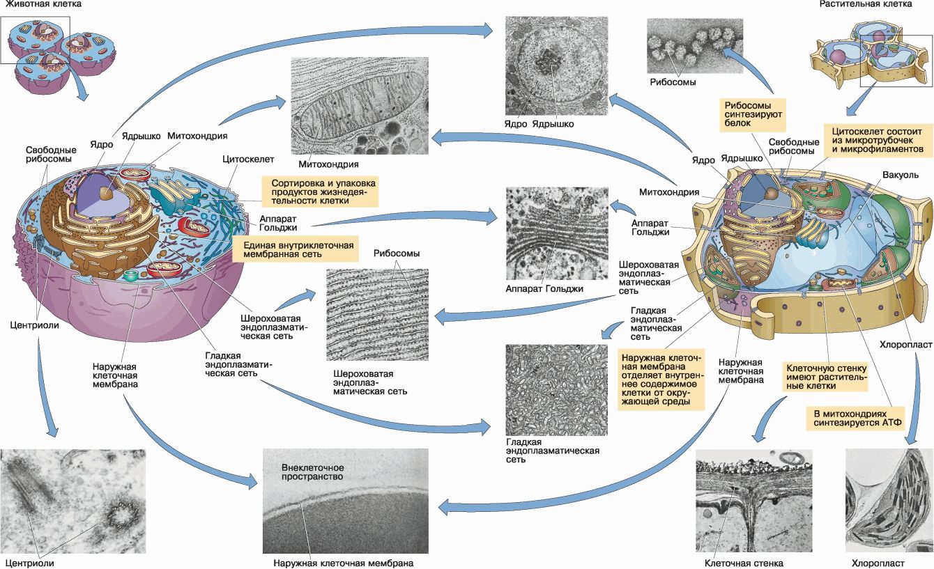 Размер органоидов клетки. Микроскопическое строение органоидов клетки. Структуры эукариотической клетки органеллы. Строение эукариотической клетки 10 класс биология. Схема строения органоидов клетки.