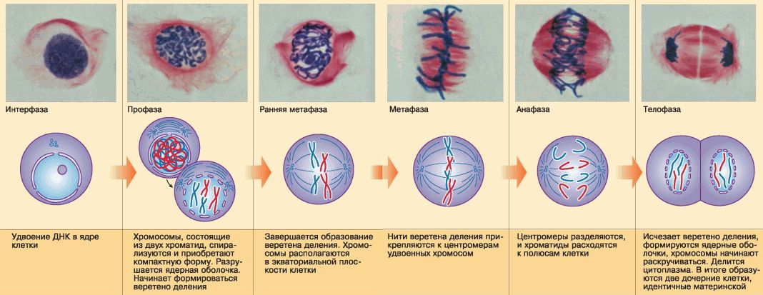 Процесс митоза рисунок