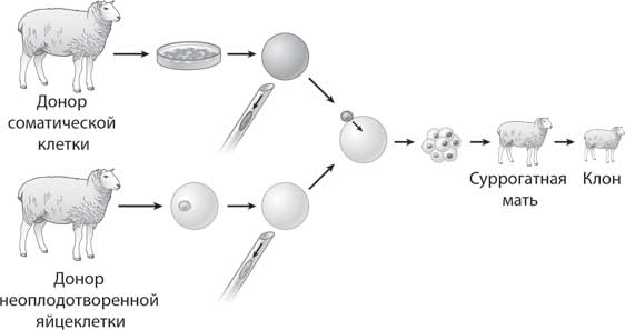 Схема клонирования овцы долли