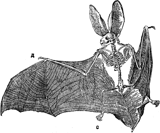 Функции крыла летучей мыши. Рукокрылые строение скелета. Рукокрылые скелет крыло. Анатомия крыла рукокрылых. Скелет передней конечности рукокрылого.