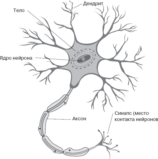 Как устроена нервная клетка рисунок