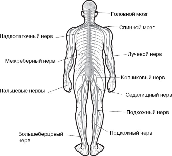 Нервная система схема