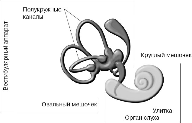Полукружные каналы внутреннего уха расположены. Круглый и овальный мешочек и полукружные каналы. Овальный мешочек вестибулярного аппарата. Овальный и круглый мешочек вестибулярного аппарата. Полукружные каналы.