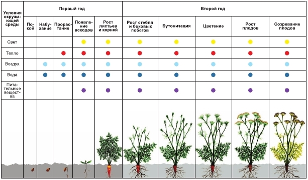 Почему второй год не цветут. Период вегетации растений таблица. Фазы однолетних растений. Фенологические фазы растений таблица. Стадии вегетации растений.