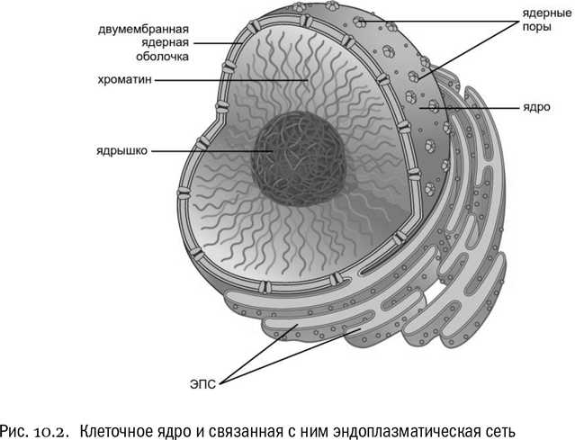 Ядро 5.15. Эндоплазматическая мембрана схема. Строение клетки ядро строение. Строение ядра и ЭПС. Схема строения ядра клетки.