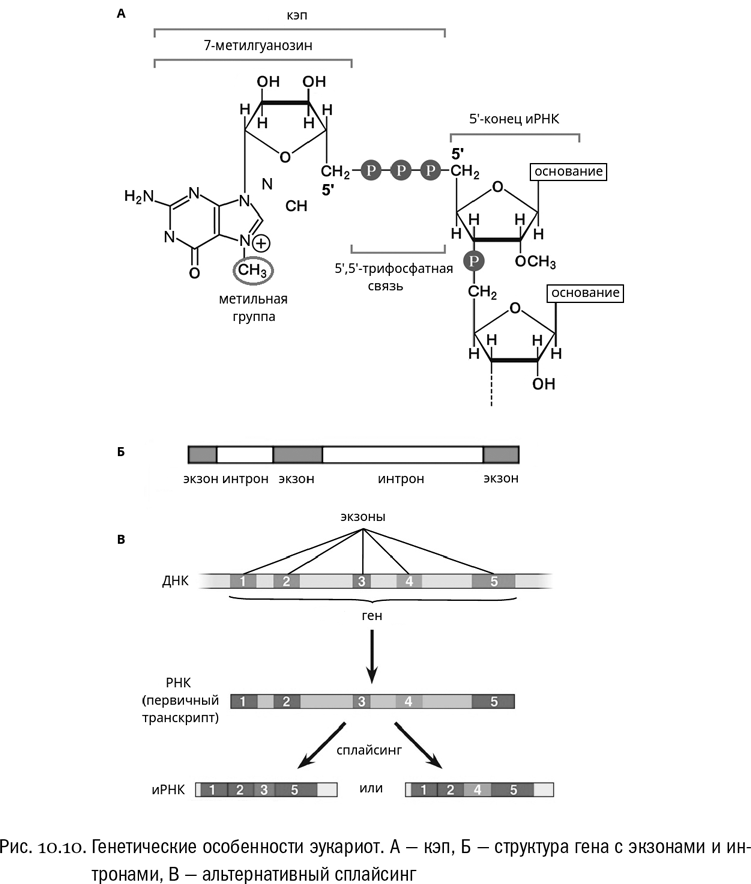 Последовательность образования ирнк у эукариот. Схема образования ИРНК У эукариот. Кэпирование 5'-конца первичного транскрипта у эукариот. Интроны некодирующие вставки Гена. Что сначала Кэпирование или сплайсинг.