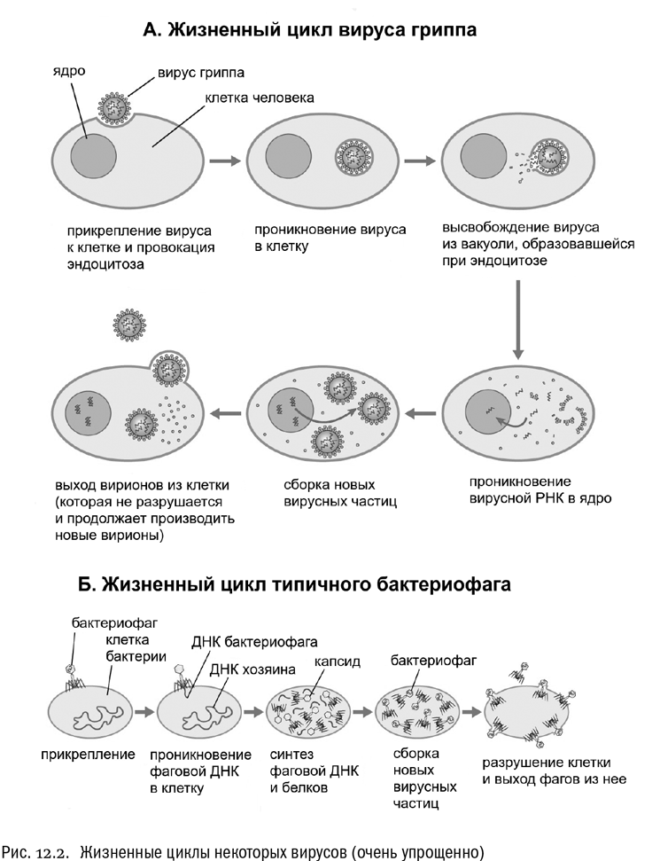 Рисунок цикл развития вируса